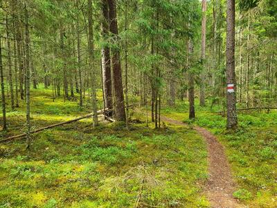 RMK matkarada Ähijärve lähedal, mida Veetka Ultra rada läbib