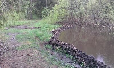 17. Rõuge Rattamaraton kutsub avatud raja sõidule