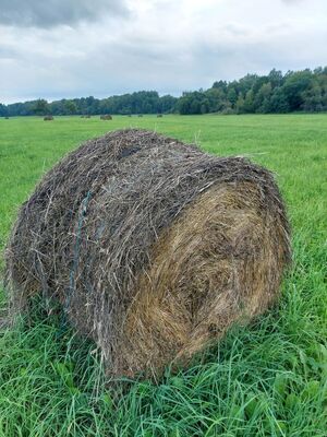 Leisi heinarulli orienteerumisneljapäevak